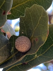 Cynips multipunctata