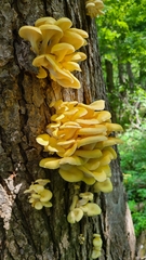 Pleurotus citrinopileatus