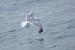 Larus canus canus