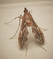 Lineodes