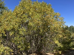 Salix scouleriana