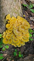 Pleurotus citrinopileatus