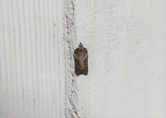 Acleris pulverosana