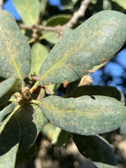 Andricus pedicellatus