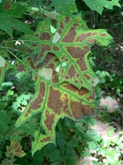 Apiognomonia errabunda