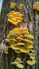 Pleurotus citrinopileatus