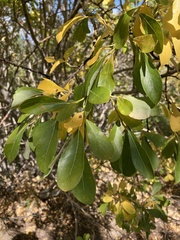 Salix scouleriana