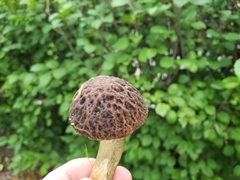 Leccinellum crocipodium