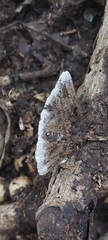 Hexagonia tenuis