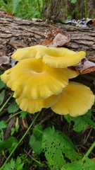 Pleurotus citrinopileatus