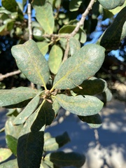 Andricus pedicellatus