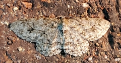 Ectropis crepuscularia