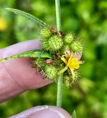 Triumfetta rhomboidea