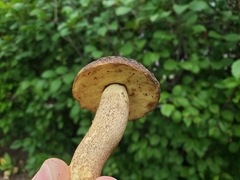 Leccinellum crocipodium