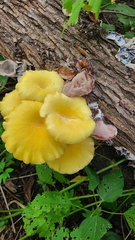 Pleurotus citrinopileatus
