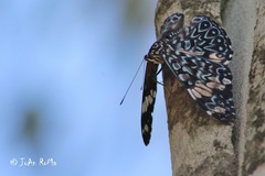 Hamadryas amphinome mazai