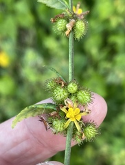 Triumfetta rhomboidea