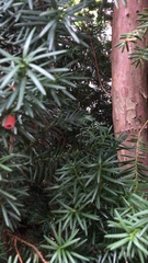 Taxus baccata