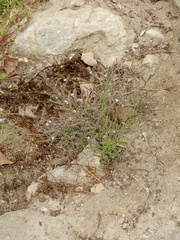 Limonium duriusculum