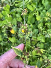 Triumfetta rhomboidea