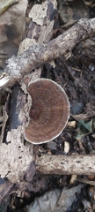 Hexagonia tenuis