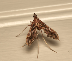 Lineodes