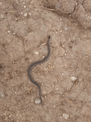 Storeria storerioides