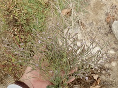 Limonium duriusculum