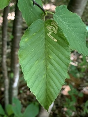 Stigmella lemniscella