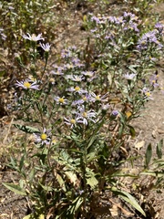 Symphyotrichum chilense