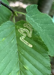 Stigmella lemniscella