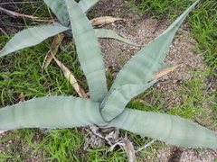 Agave asperrima