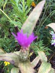 Centaurea