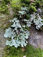 Flavoparmelia baltimorensis