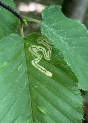 Stigmella lemniscella
