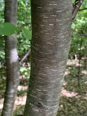 Stigmella lemniscella