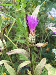 Centaurea