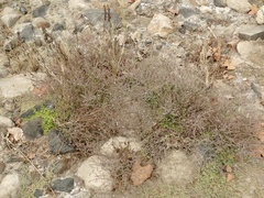 Limonium duriusculum