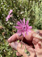 Palafoxia sphacelata
