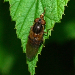 Rhingia nasica