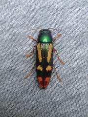 Buprestis rufipes