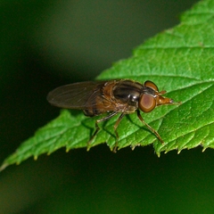 Rhingia nasica