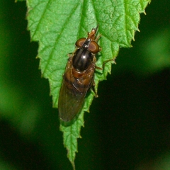 Rhingia nasica