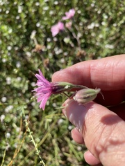 Palafoxia sphacelata