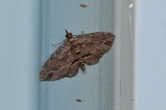 Chloroclystis filata