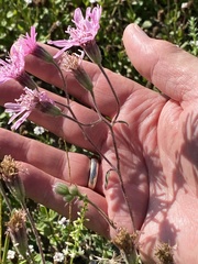 Palafoxia sphacelata