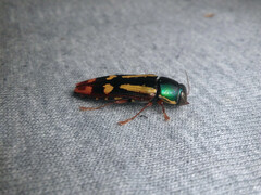 Buprestis rufipes