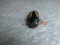 Buprestis rufipes