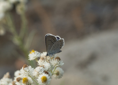 Plebejus