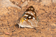 Dynamine tithia tithia